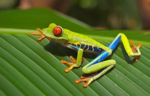 tree-frog-69813_1280