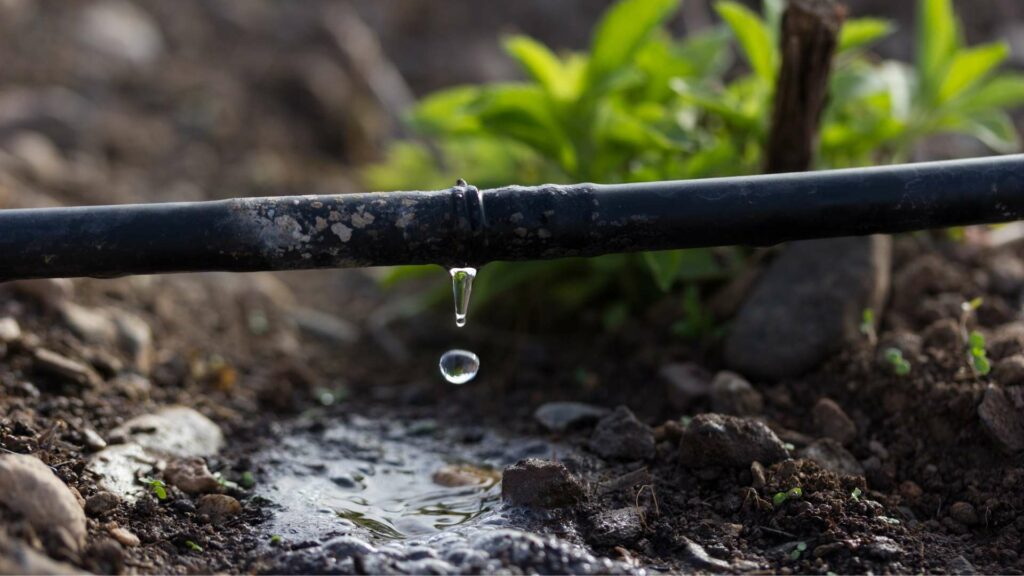 L'arrosage goutte à goutte