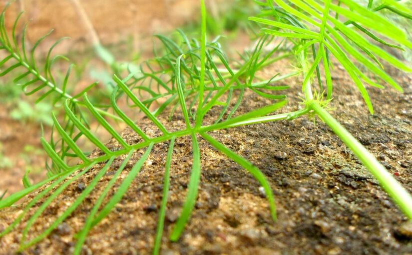 Les engrais organiques les plus efficaces pour un jardin luxuriant